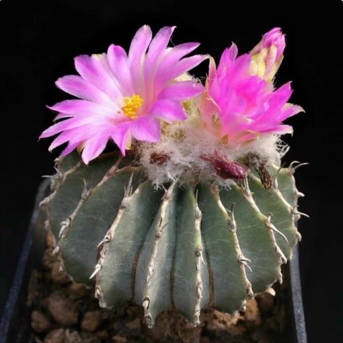 Pianta cactus succulenta - di,