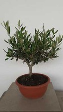 PIANTA DI ULIVO BONSAI CIOTOLA 20 CM ALTEZZA 25/30 CM  ( foto reali)