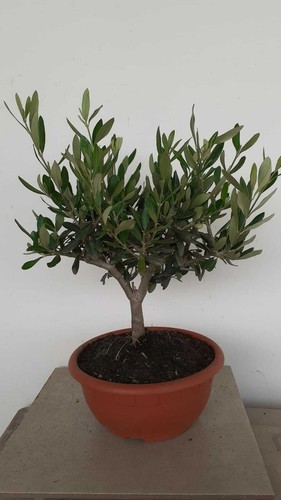 Pianta ulivo bonsai - pianta,