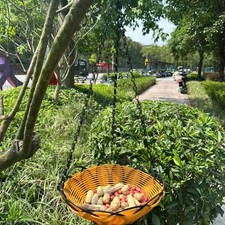 Mangiatoia per uccelli