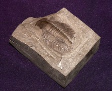 Trilobite Dalla Cina, Fossile
