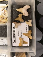 Denti squalo fossili - di,