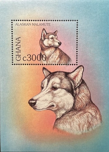 Ghana alaskan malamute - alaskan,