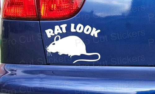 Rat look divertente - rat,