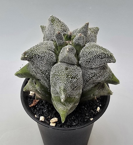 Fantastico astrophytum - fantastico,