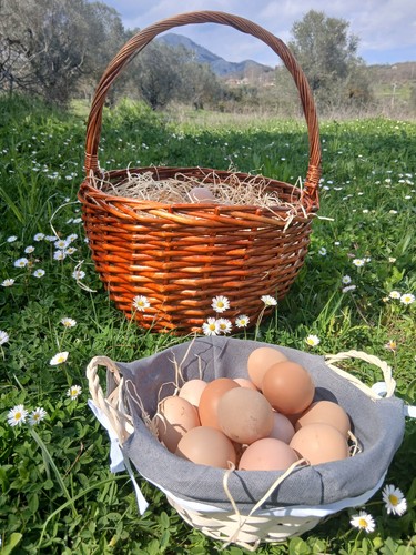 Uova fertili promo primavera - fertili,