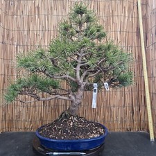 Bonsai di Pino Mugo h 56cm