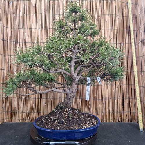 Bonsai pino mugo 56cm - bonsai,