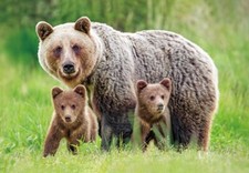 Cartolina orso bruno - cartolina,