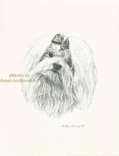 #226 MALTESE con fiocco