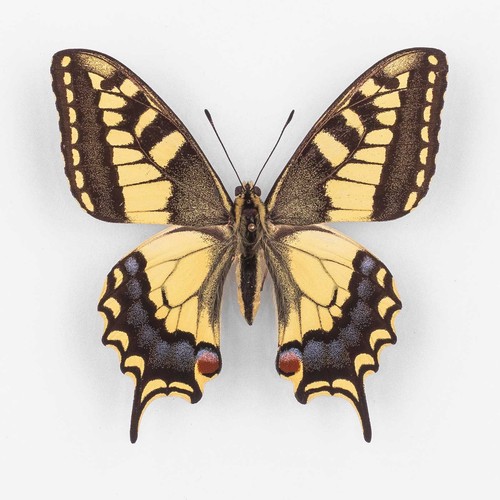 Papilio machaon ruettimanni - machaon,