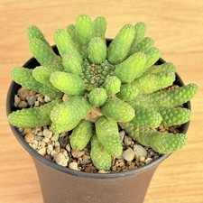 Euphorbia esculenta ,  pot 10