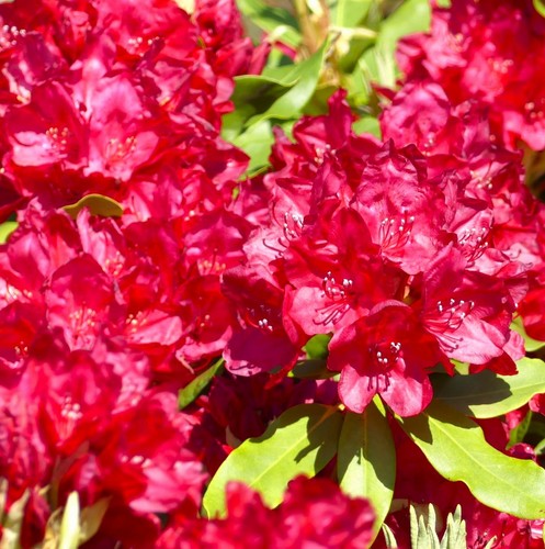 Ibrido rododendro fiore - ibrido, a