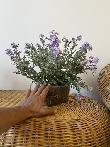 Gelsomino viola bonsai - viola,