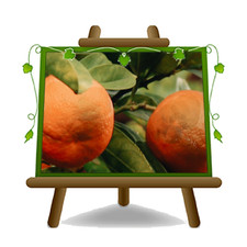 Agrumi - Arancio Moro - Vaso