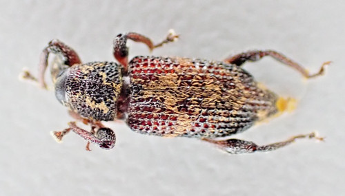 F19242 insetti curculionidae - f19242.,