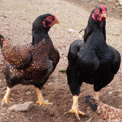 Uova fertili feconde razza - uova,