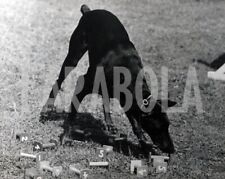 Foto vintage UK, Un esemplare di doberman, stampa 24X18 cm