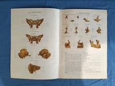 Stampe Tavole  Anatomia Medica
