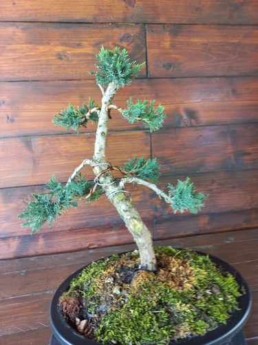 Bonsai ginepro visita il - visita,