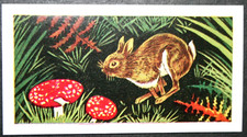 WILD RABBIT  AND MUSHROOM