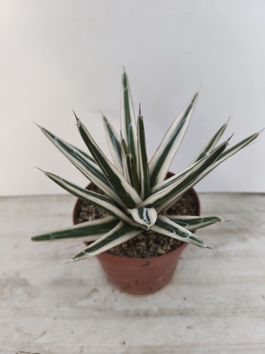 Agave victoriae reginae 17 - victoriae, 16-17