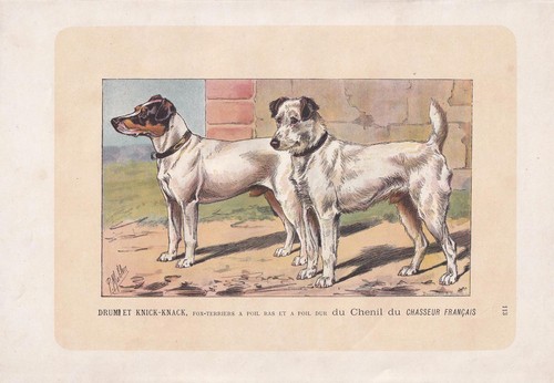 Stampa fox terrier - dog,