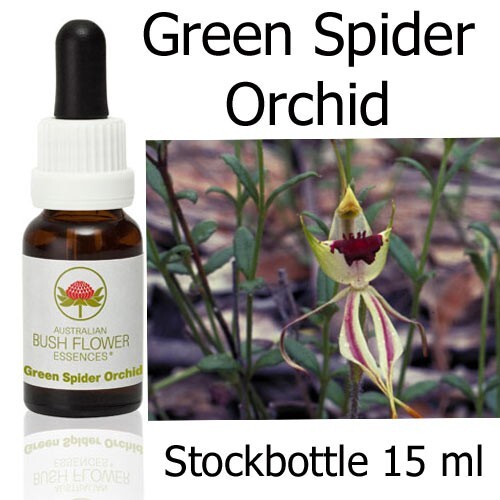 Green spider orchid - green, australian