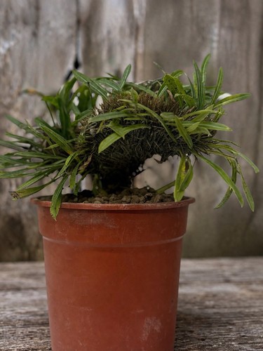 Pachypodium lamerei crestato - pachypodium,