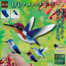 1/1 Mame Colibrì [set di