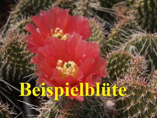 Opuntia polyacantha wibke - polyacantha,