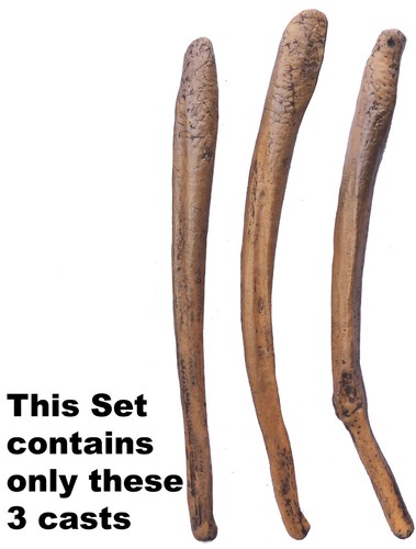 Pene orso delle caverne - pene,