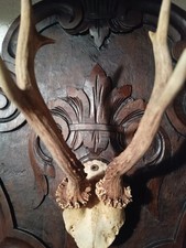 Trofeo di caccia capriolo su