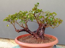 Bonsai Carpino Foglie Piccole 33x17 cm In Vaso Pianta Albero Da Interno Esterno 