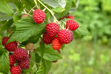 Lampone rosso "Rubus idaeus