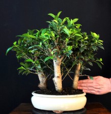 BONSAI DI FICO CINESE FICUS