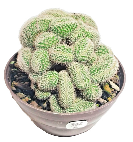 Mammillaria geminispina - mammillaria,