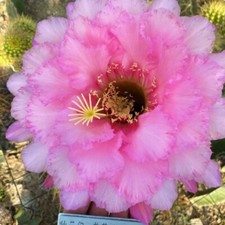 Pianta succulenta di cactus