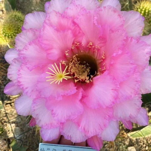 Pianta succulenta cactus - pianta, di