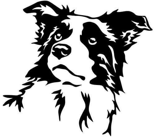 Adesivo border collie - adesivo,