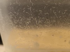 Starter Microworms ,Panagrellus redivivus , cibo vivo avanotti, betta splendens