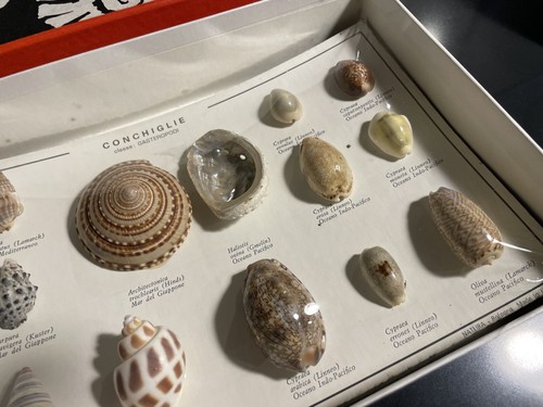 Conchiglie collezione by - collezione,