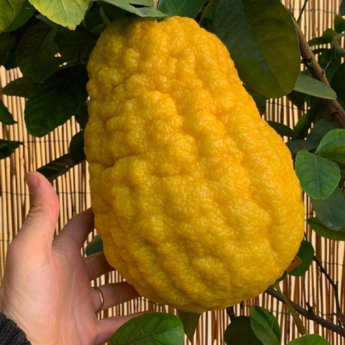 Pianta cedro gigante - di,