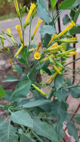 200 semi nicotiana - 200, semi🌾nicotiana