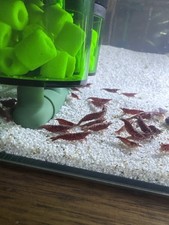 10 X NEOCARIDINE CARIDINA RED