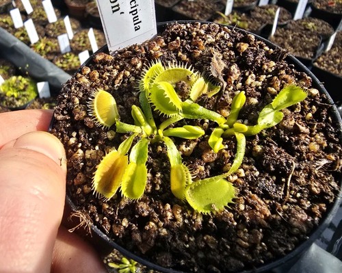 Dionaea muscipula triton - dionaea, 'triton'
