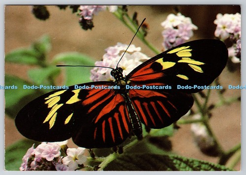 D332510 the postman - the,