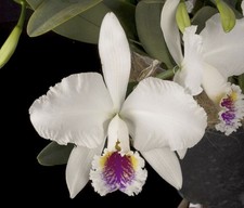 Cattleya mossiae per semi - , alba