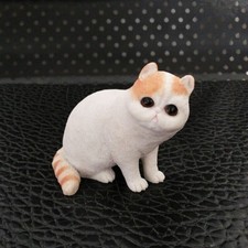 JJM Exotic Shorthair Cat