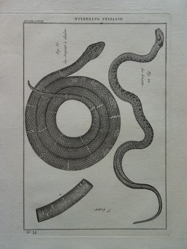 Incisione xviii serpente - incisione, xviii°